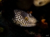 Murène-Tachetée__DSC0154