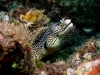 Murène-Tachetée__DSC0353