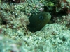 Murène__DSC0164
