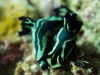 Nudibranches__DSC0051