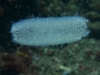 Pyrosomes__DSC0267