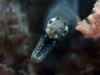 murène-à-oeil-blanc__DSC0110