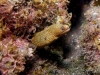 murène-dorée__DSC0432